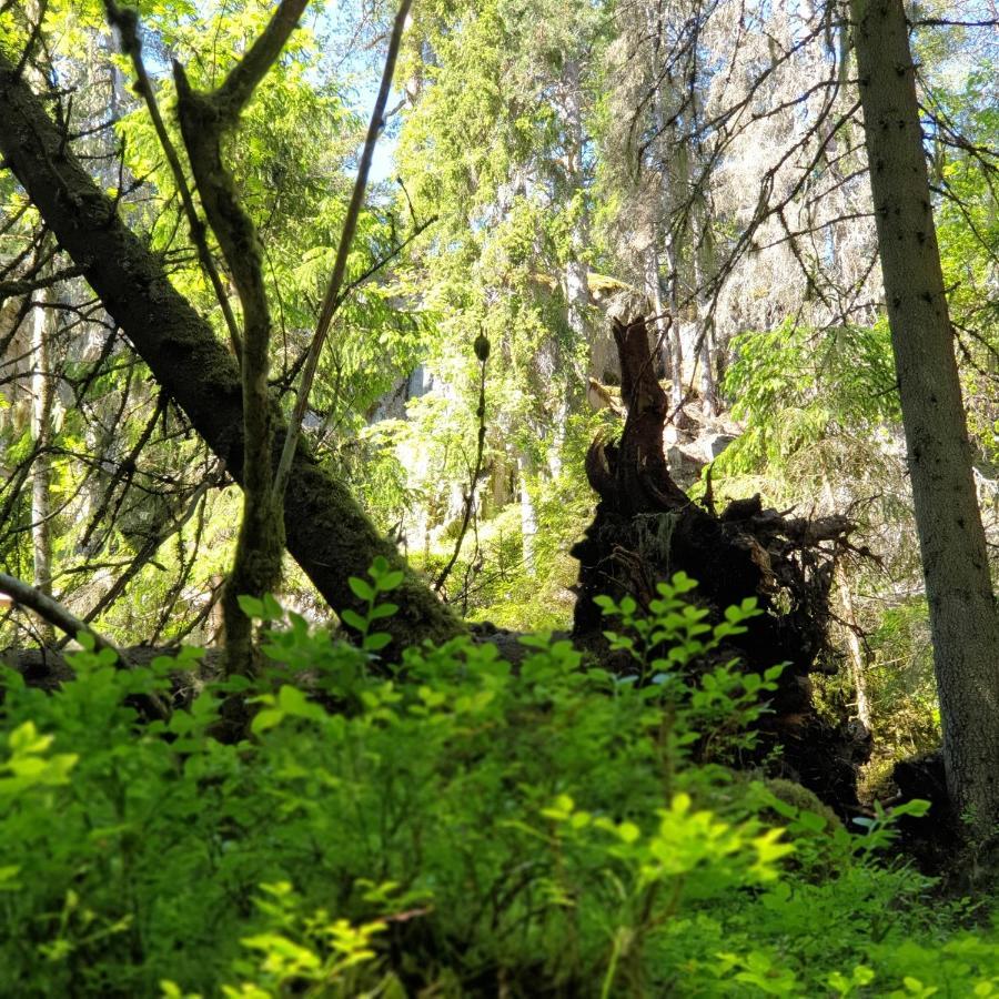 Cabin Near Lake And Beautiful Nature Reserve. Bodafors Kültér fotó